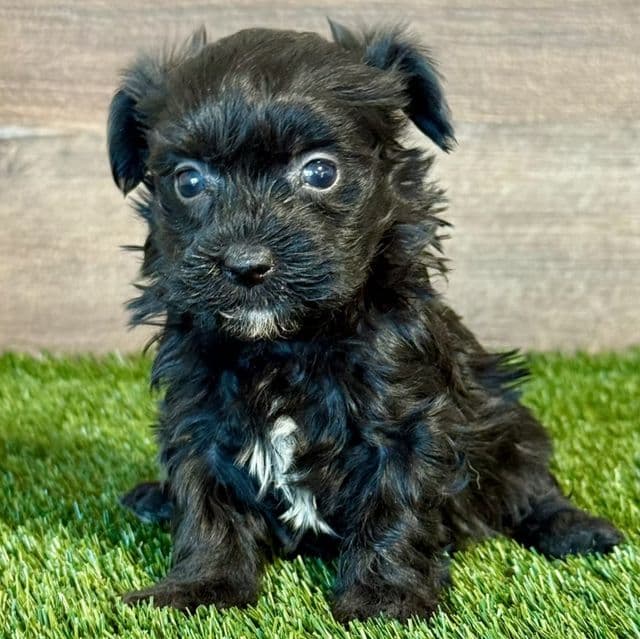 Hattie - Havanese Female