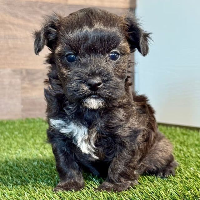 Harrison - Havanese Male