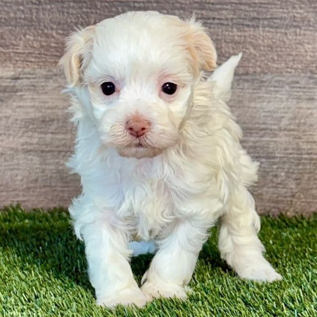 Harper - Havanese Female