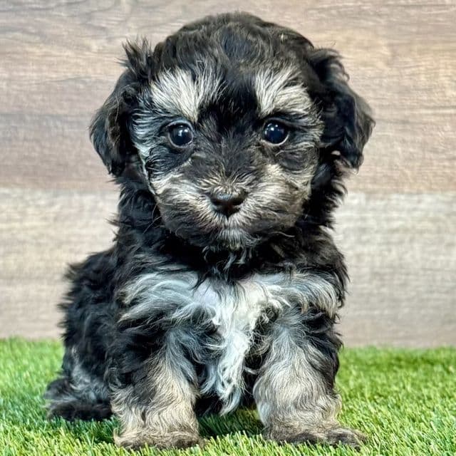 Marley - Maltipoo Female