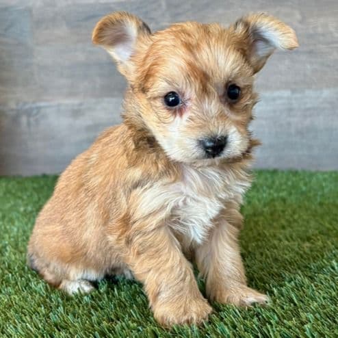 Yaz - Yorkie-Chon Female