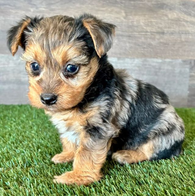 Axel - Yorkipoo Male