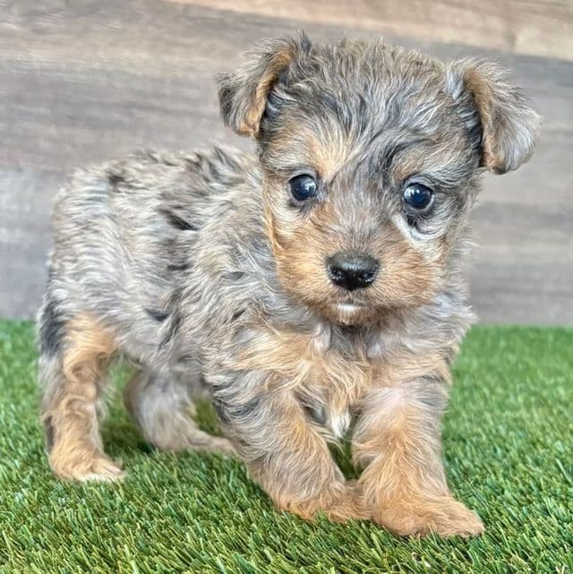 Atlee - Yorkipoo Male