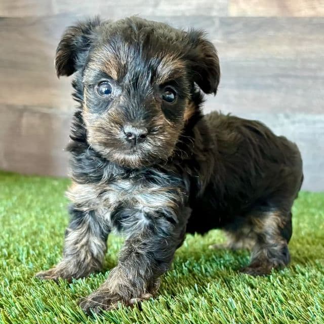 Addy - Yorkipoo Female