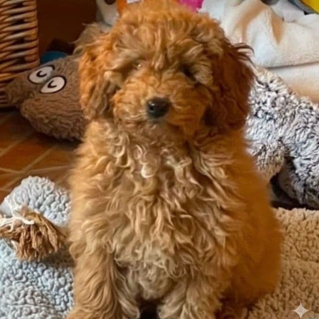 Rusty - Toy Poodle Female