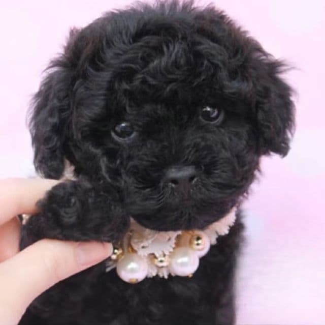 Onyx  - Toy Poodle Male