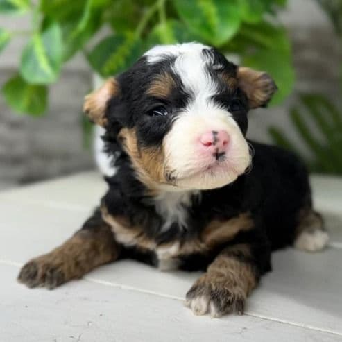 Sebastian - Bernedoodle Male