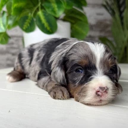 Charlotte - Bernedoodle Female