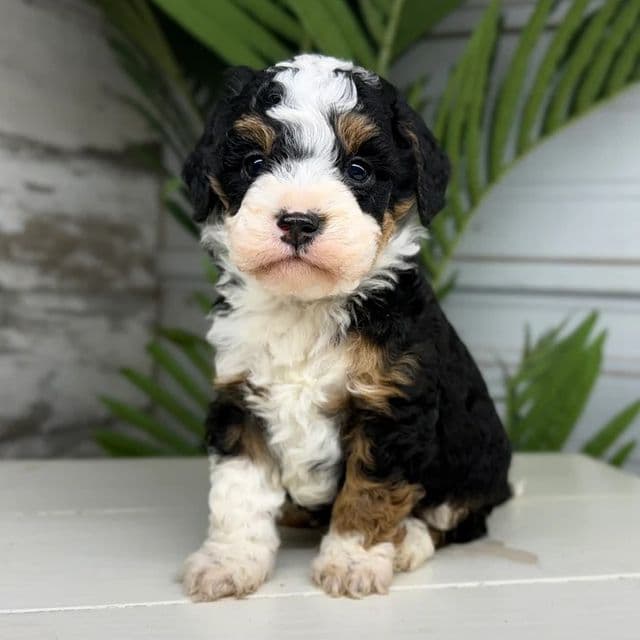 Walter - Bernedoodle Male
