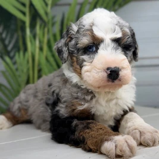 Duke - Bernedoodle Male