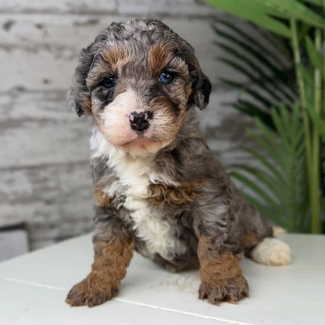 Crystal - Bernedoodle Female