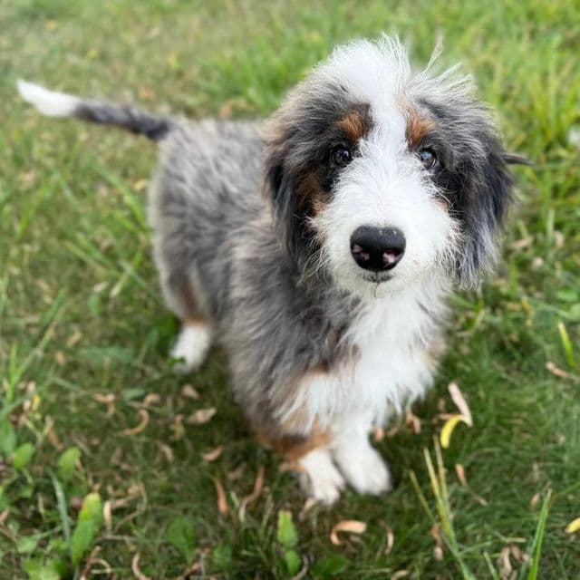 Brisa - Bernedoodle Female