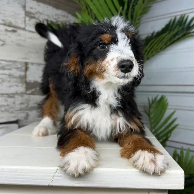 Steve - Bernedoodle Male