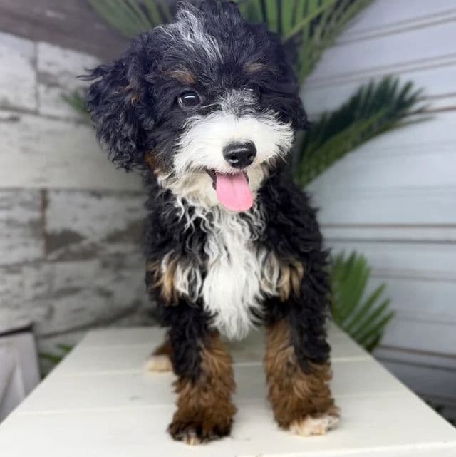 Amber - Bernedoodle Female