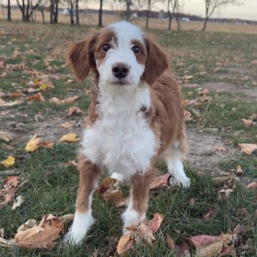 Bella - Bernedoodle Female