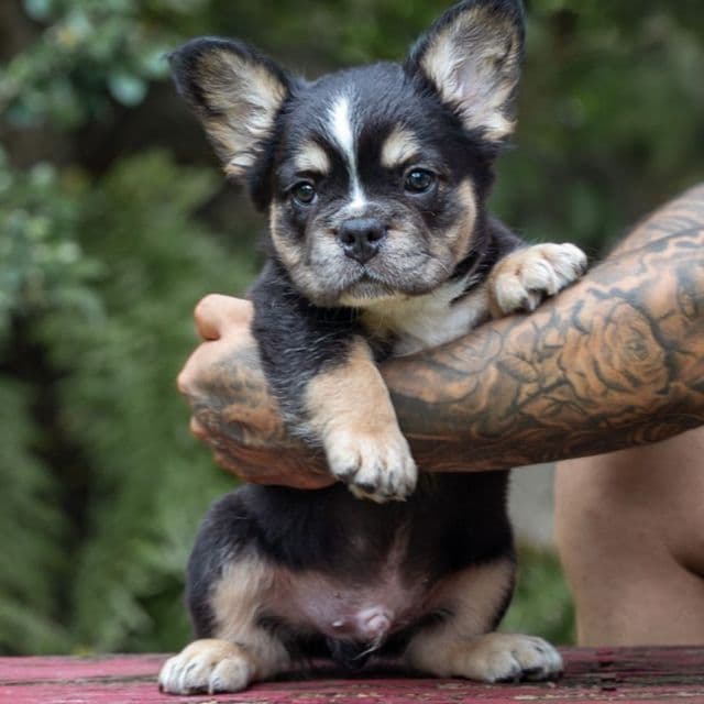 ZORO  - French Bulldog Male