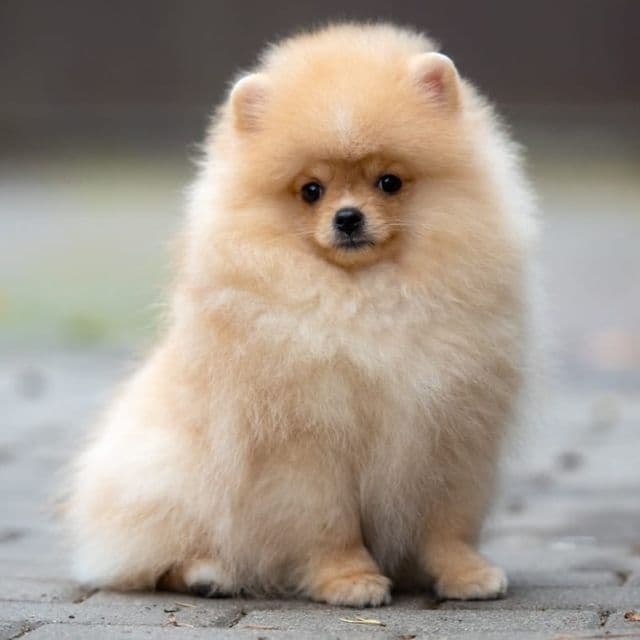 Sugar - Pomeranian Female