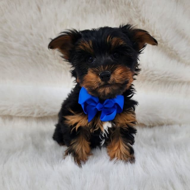 Alvin - Yorkshire Terrier Male