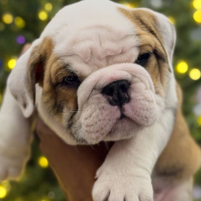 Robbie - Reserved - English Bulldog Male