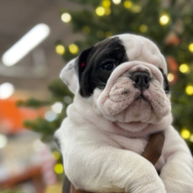 Roberta - English Bulldog Female
