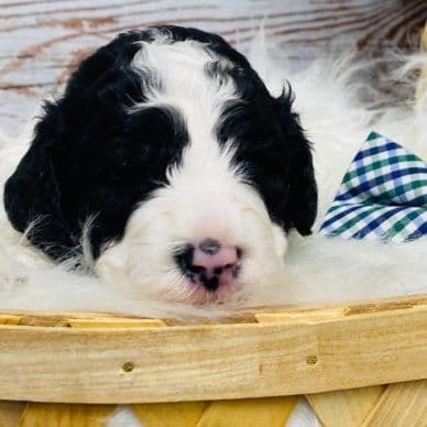 Myles - Cavapoo Male