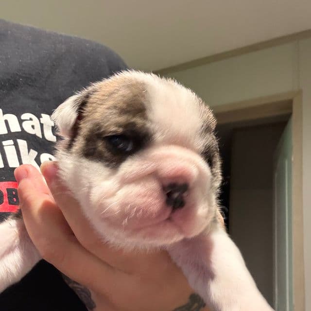 King - English Bulldog Male