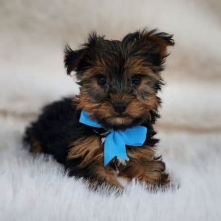 Theodore - Yorkshire Terrier Male