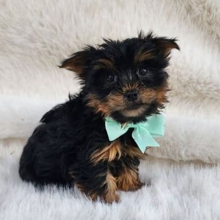 Tito - Yorkshire Terrier Male