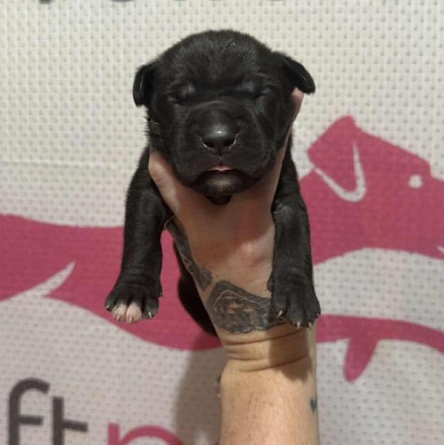 Red Collar - Cane Corso Male