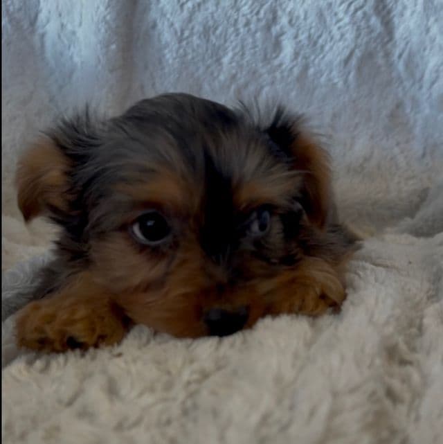 Mahomes - Yorkshire Terrier Male