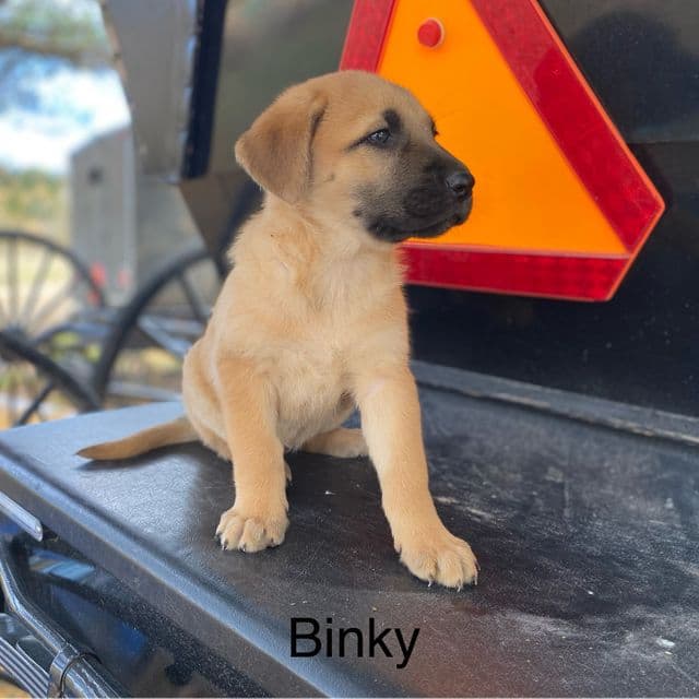 Binky - German Shepherd Dog Female