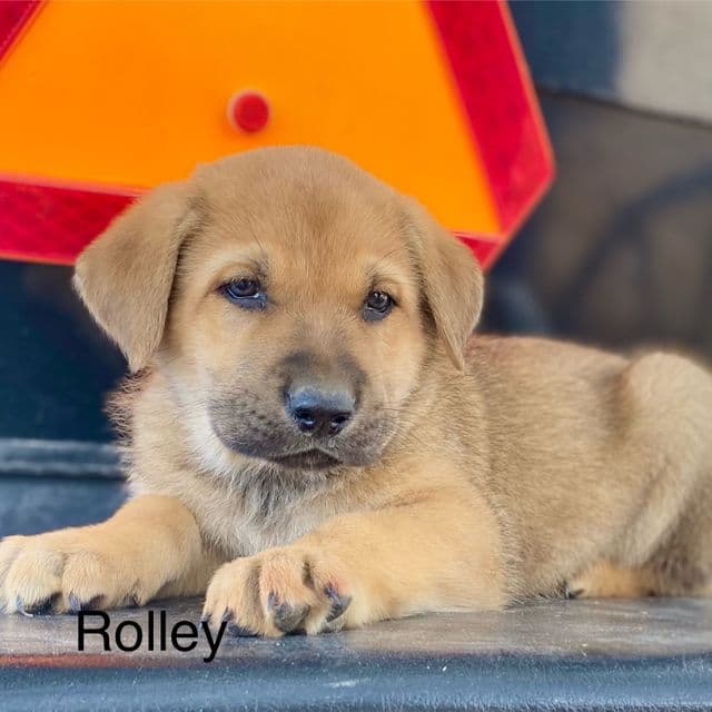 Rolley - German Shepherd Dog Male