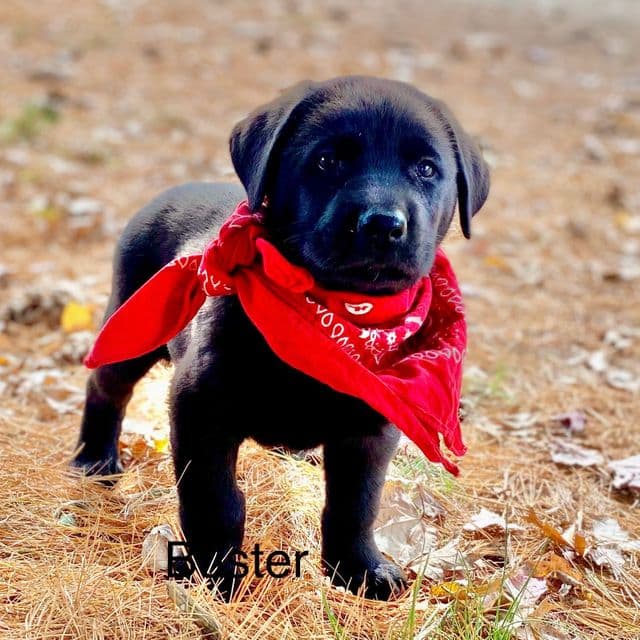 Buster - German Shepherd Dog Male