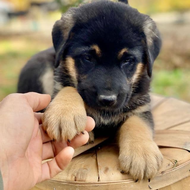 Andre - German Shepherd Dog Male