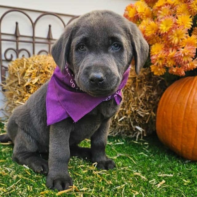 Silver - Labrador Retriever Female