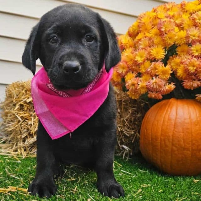 Black Female - Labrador Retriever Female