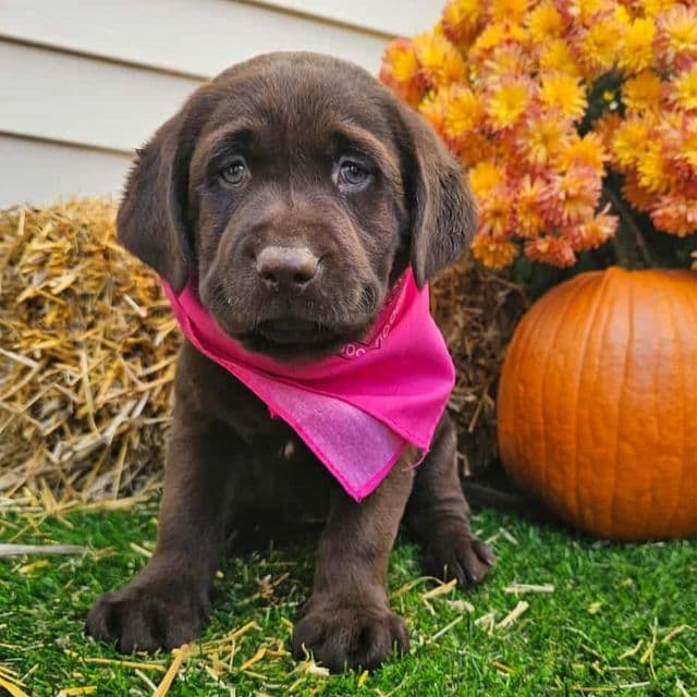 Chocolate Girl - Labrador Retriever Female