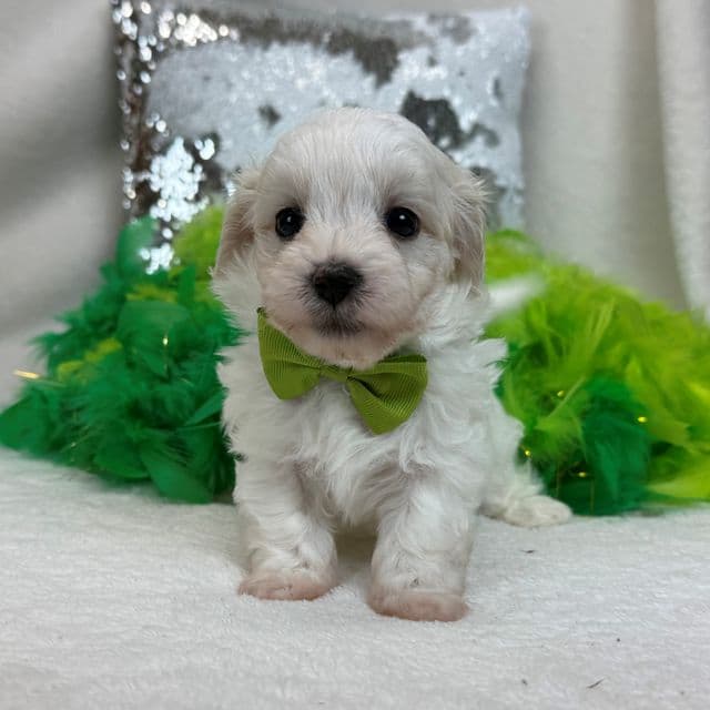 Daisy Green Boy - Maltipoo Male