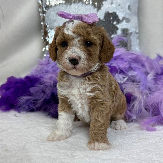 Scarlett Purple Girl - Toy Poodle Female