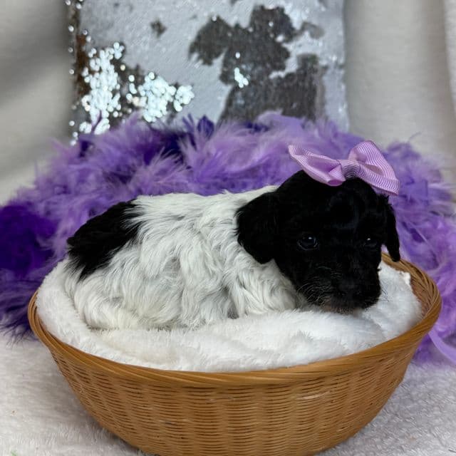 Cici Purple Girl - Toy Poodle Female