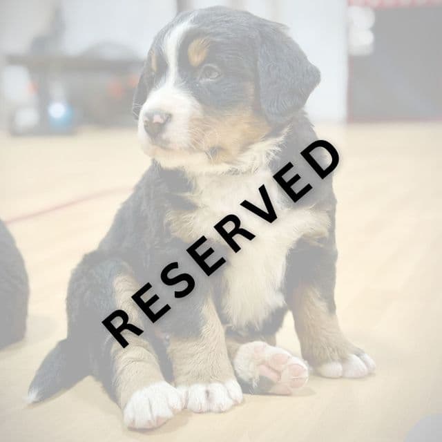 Gray Boy - **RESERVED** - Bernese Mountain Dog Male