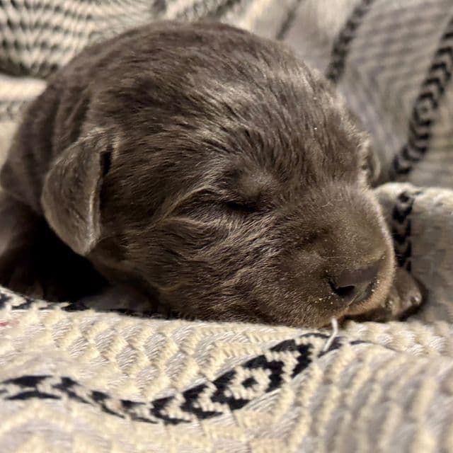 Stella - Labrador Retriever Female