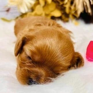 Laurel - Cavapoo Female