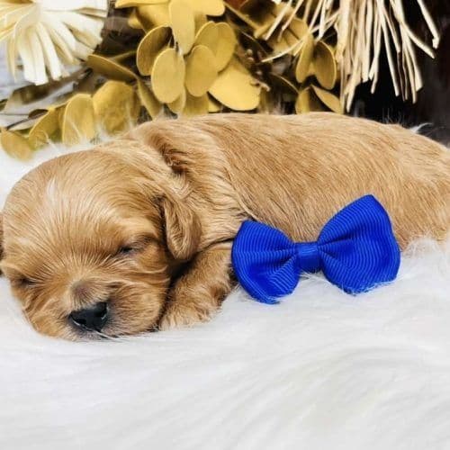 Noble  - Cavapoo Male