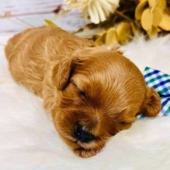 Fraser - Cavapoo Male