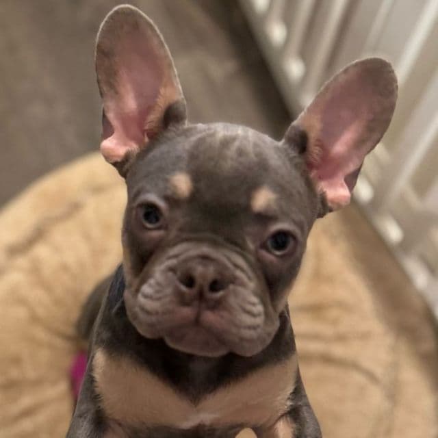 Alphonso “Fonzie” - French Bulldog Male
