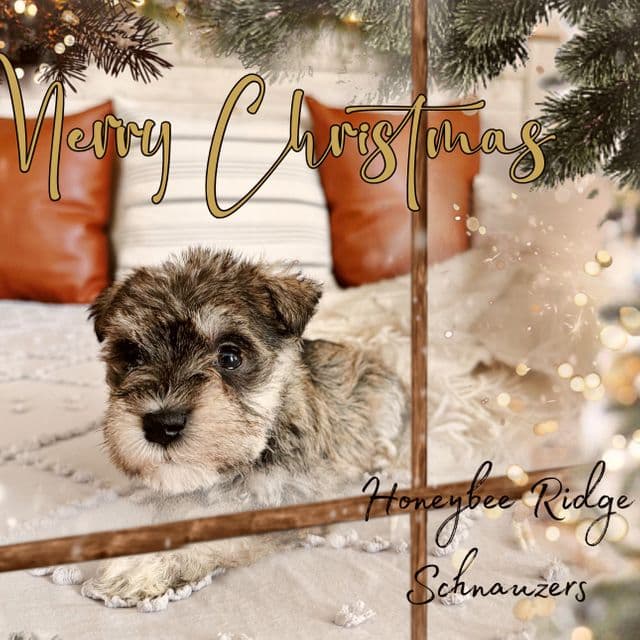 Nylah - Miniature Schnauzer Female