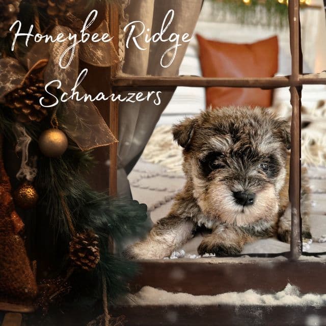 Pepper - Miniature Schnauzer Female