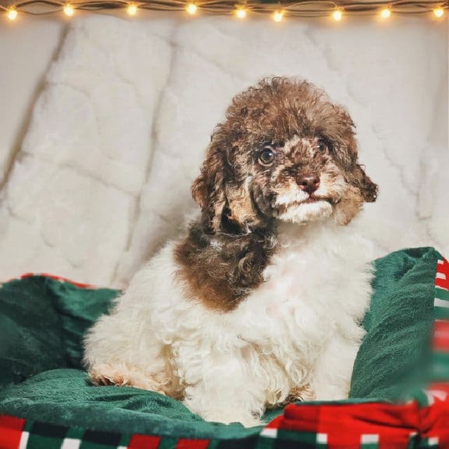 Trundle - Toy Poodle Male