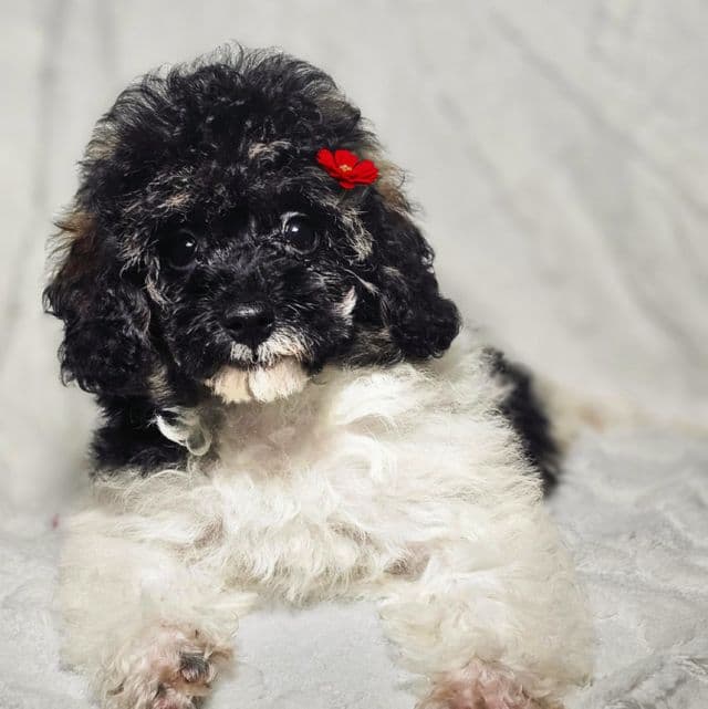 Devine - Toy Poodle Female